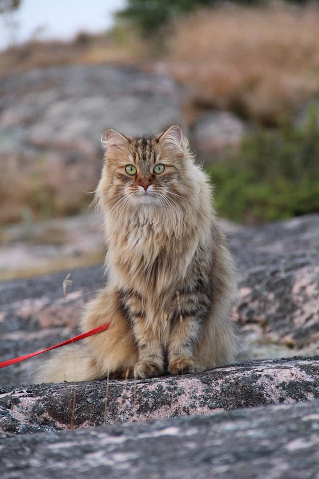 sibirisk katt Epsilon